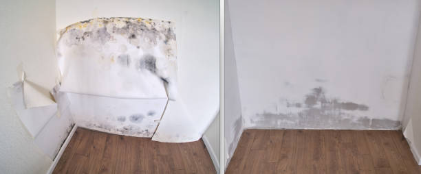 Best Water damage restoration mold remediation  in USA